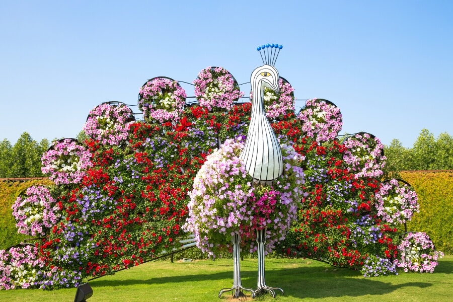 exposition de paons floraux au jardin des miracles de dubai